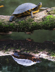 Kanadische Gelbwangen-Schildkröte