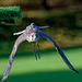 Falconry at Chester Cathedral (12)