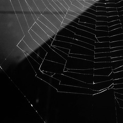 #11 a spider web