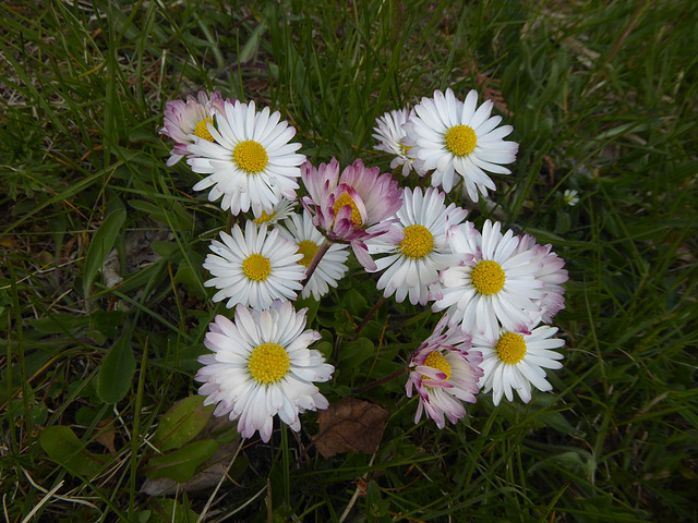 A thousand beauties, we call these flowers