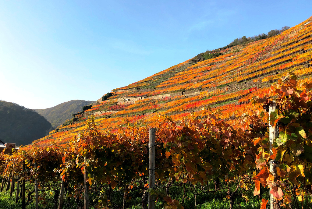 Herbstliche Weinberge in Walporzheim