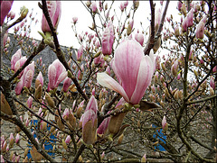 la beauté des magnolias,,