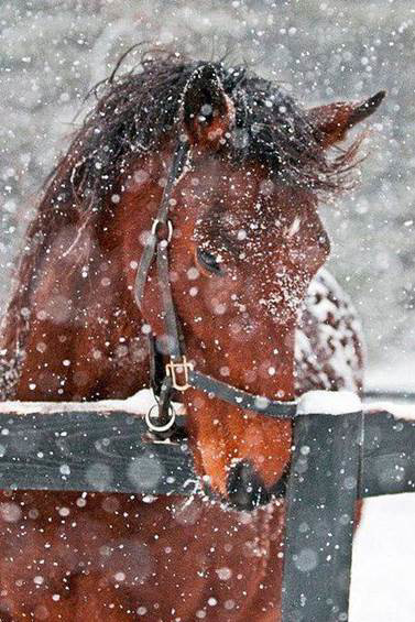 Beautiful horse in snow