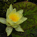 20210910 2830CPw [D~LIP] Seerose (Nymphaea) gelb, Bad Salzuflen