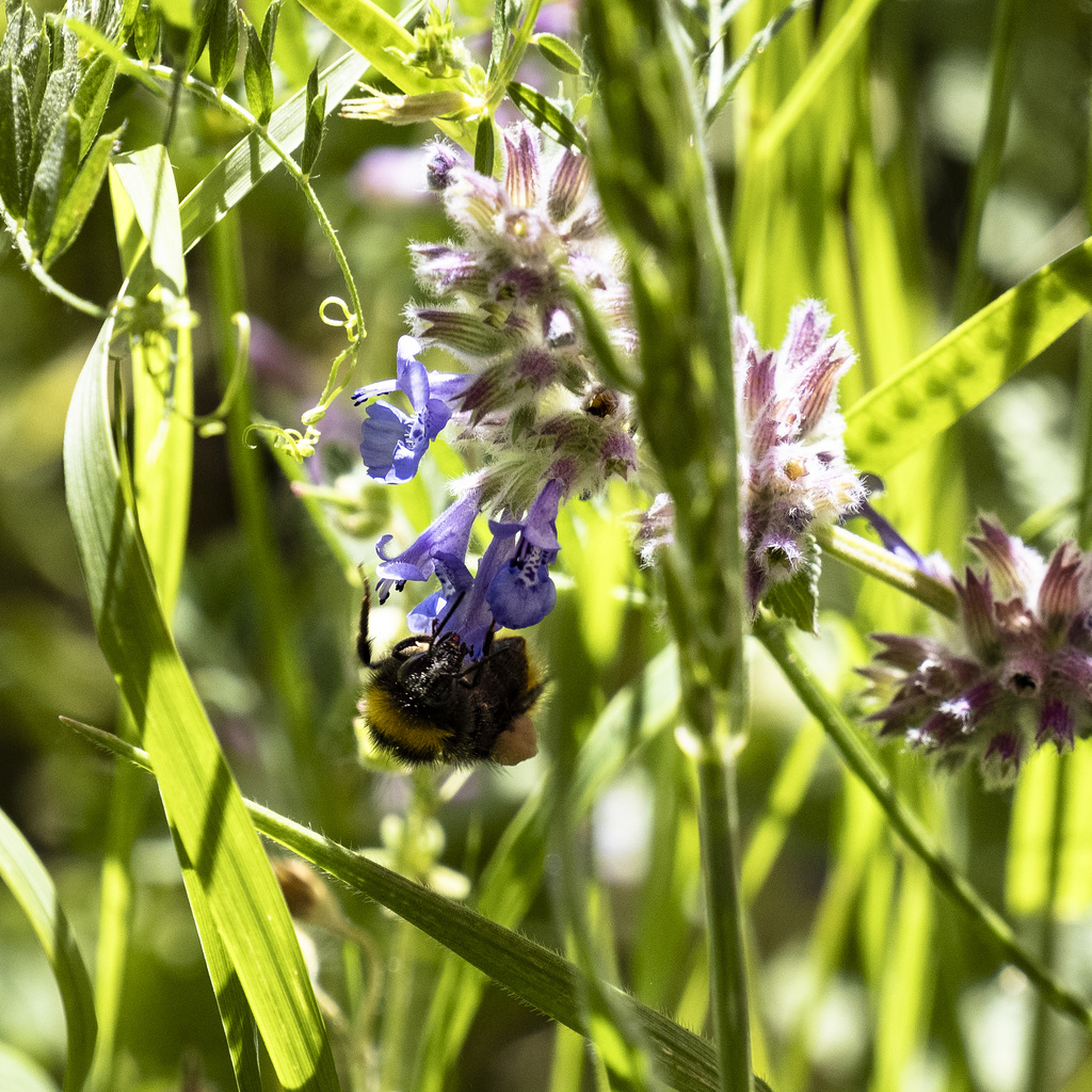 Wildtiere im Garten