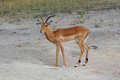 Botswana, The Male Impala in the Chobe National Park