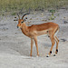 Botswana, The Male Impala in the Chobe National Park