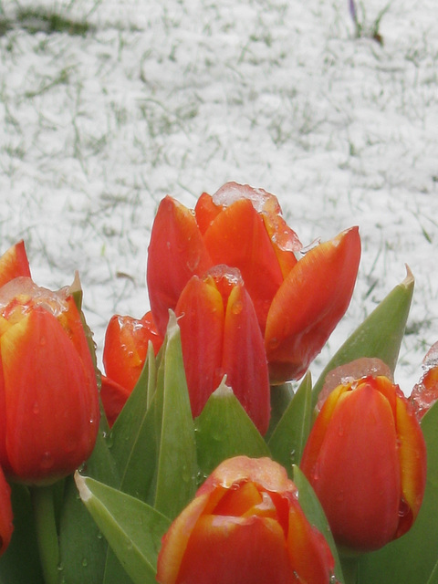 Tulips on Ice