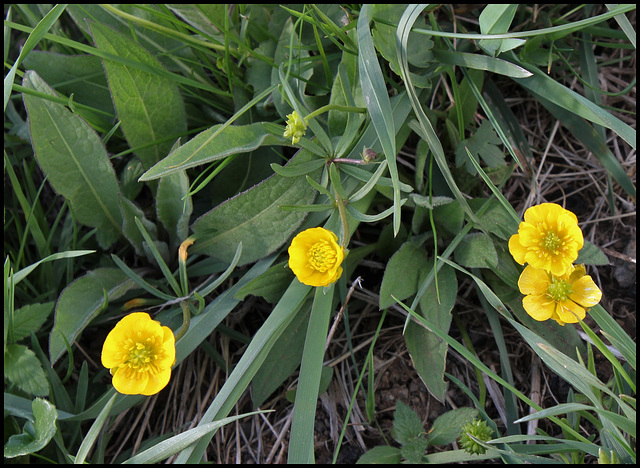 Ranunculus auricomus (3)