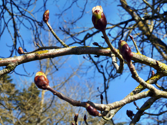 Spring - Horse Chestnut