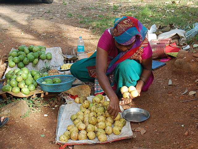 Gauva / Psidium guajava *