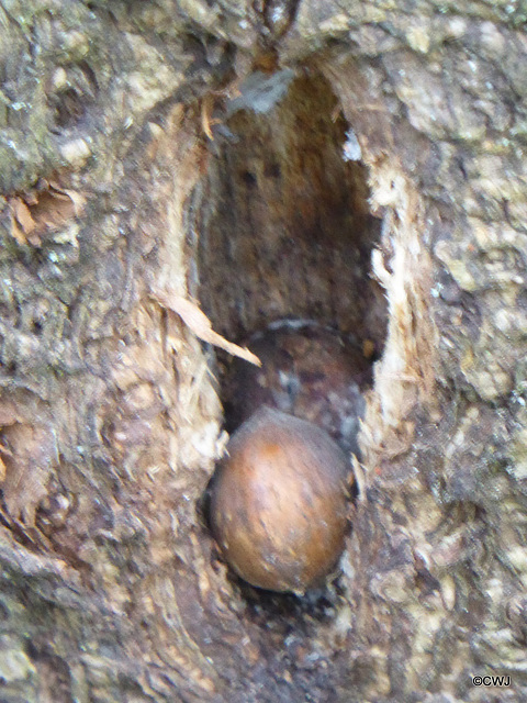 The Squirrel's Larder in a rowan tree beside the hazel copse.