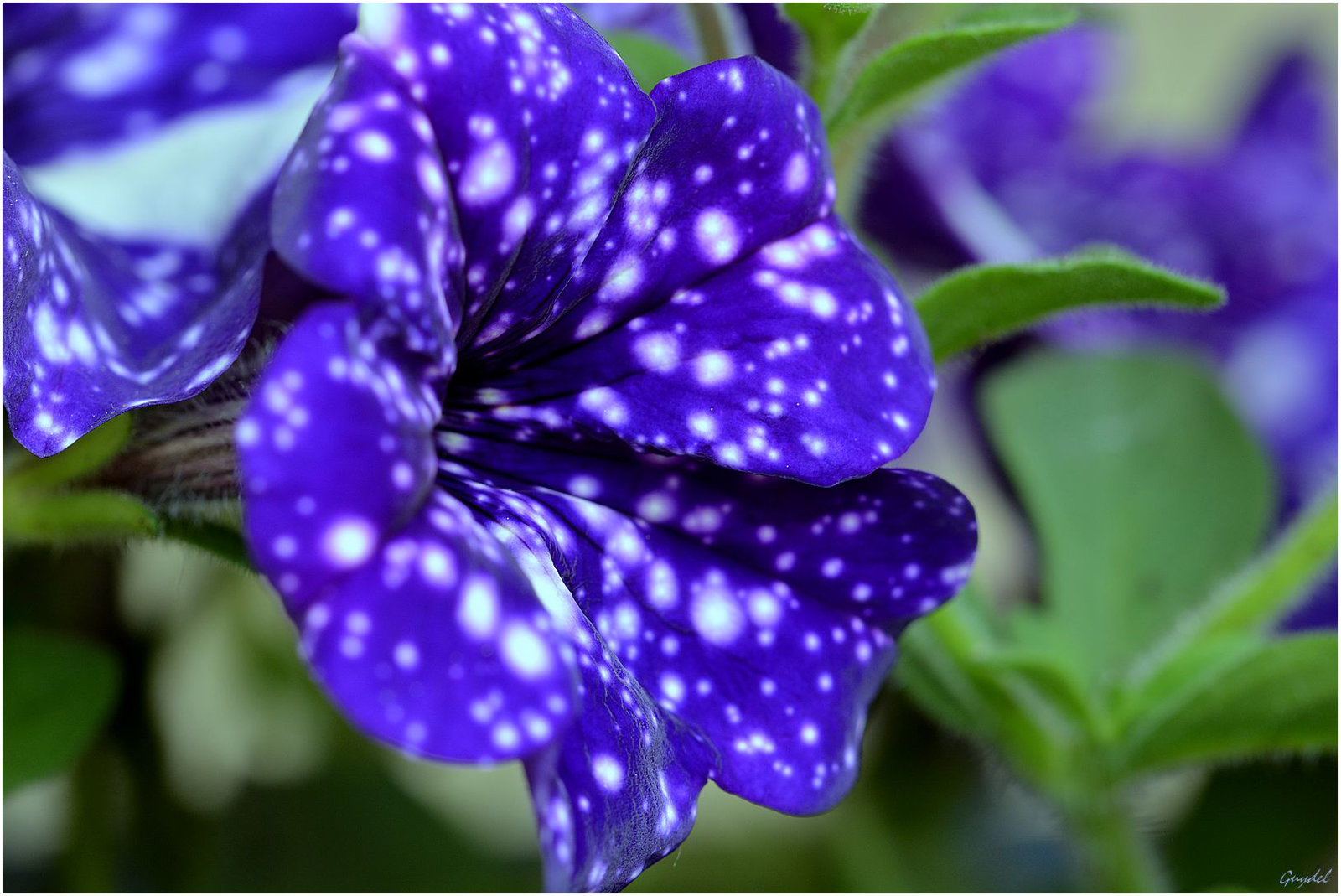 Pétunia "Nightsky" ...