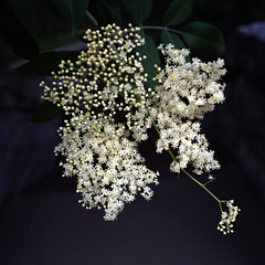 Sambucus nigra, Yosemite USA L1020385