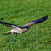 Falconry at Chester Cathedral (13)