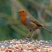 Robin on a birdtable