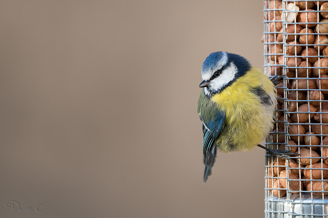 Blue-Tit