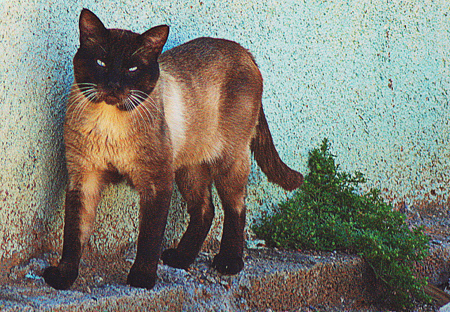 Rencontre d'un beau chat vagabond.