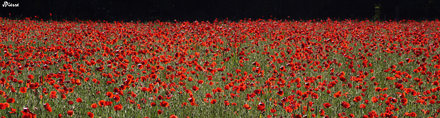 Rouge et...noir