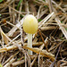 Winziger Pilz mit gelber Kappe