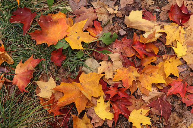 The glory of maple leaves (Explored)