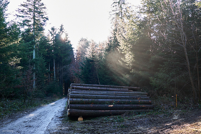 Waldspaziergang