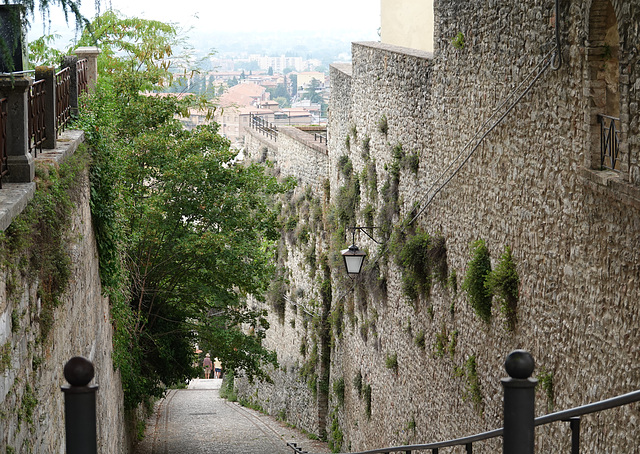 Plants on walls