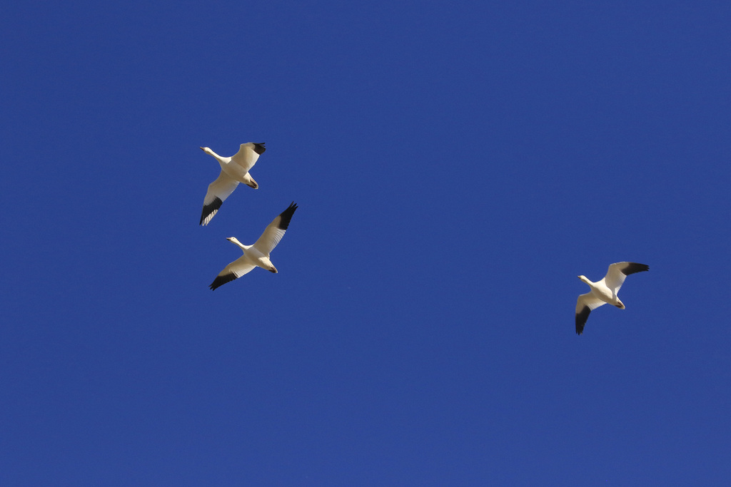 Snow Geese