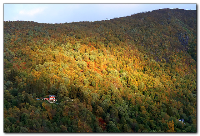 Wald-"B-Lichtung"