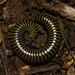 IMG 2921 Millipede-2