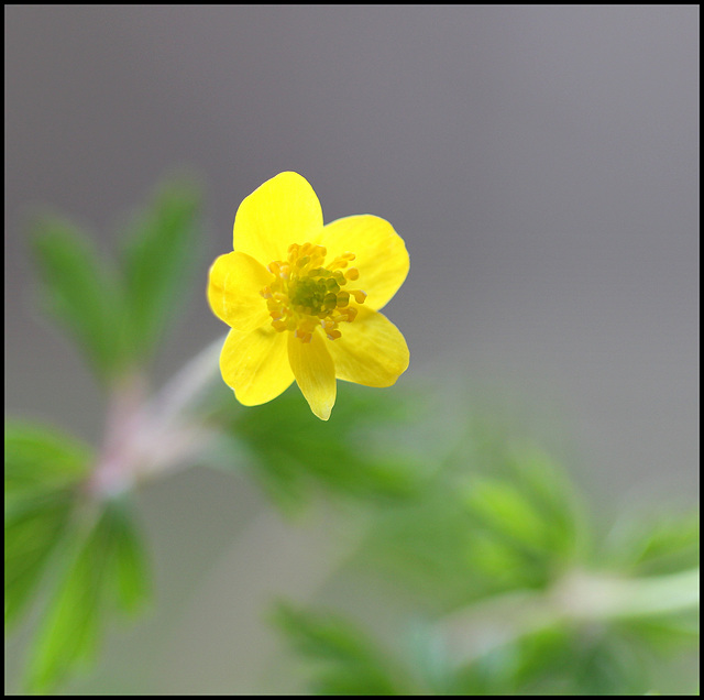 Anemone ranunculoïdes