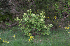 Sambucus racemosa- Sureau rouge (2)