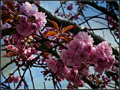 cerisier japonnais,