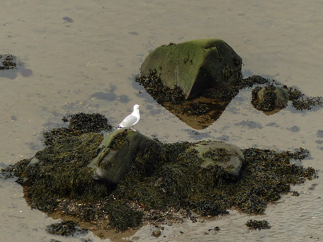 Day 9, Gull sp, Tadoussac