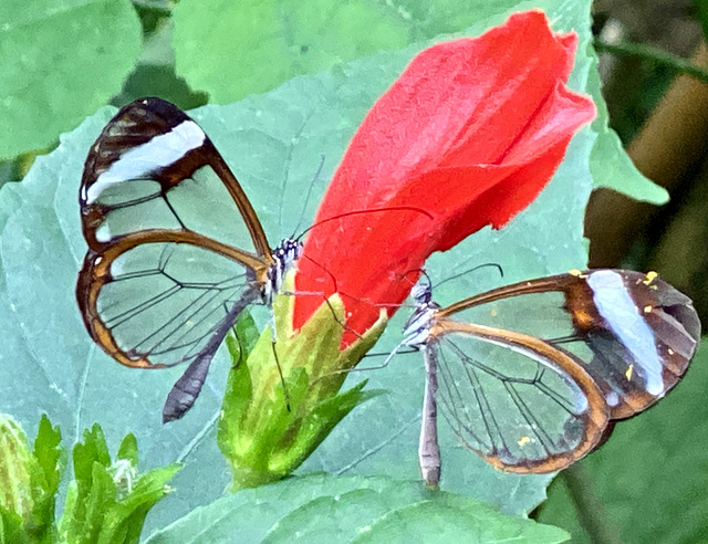 Glasflügelfalter