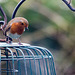 Robin on a suet feeder