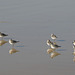 Kentish Plovers