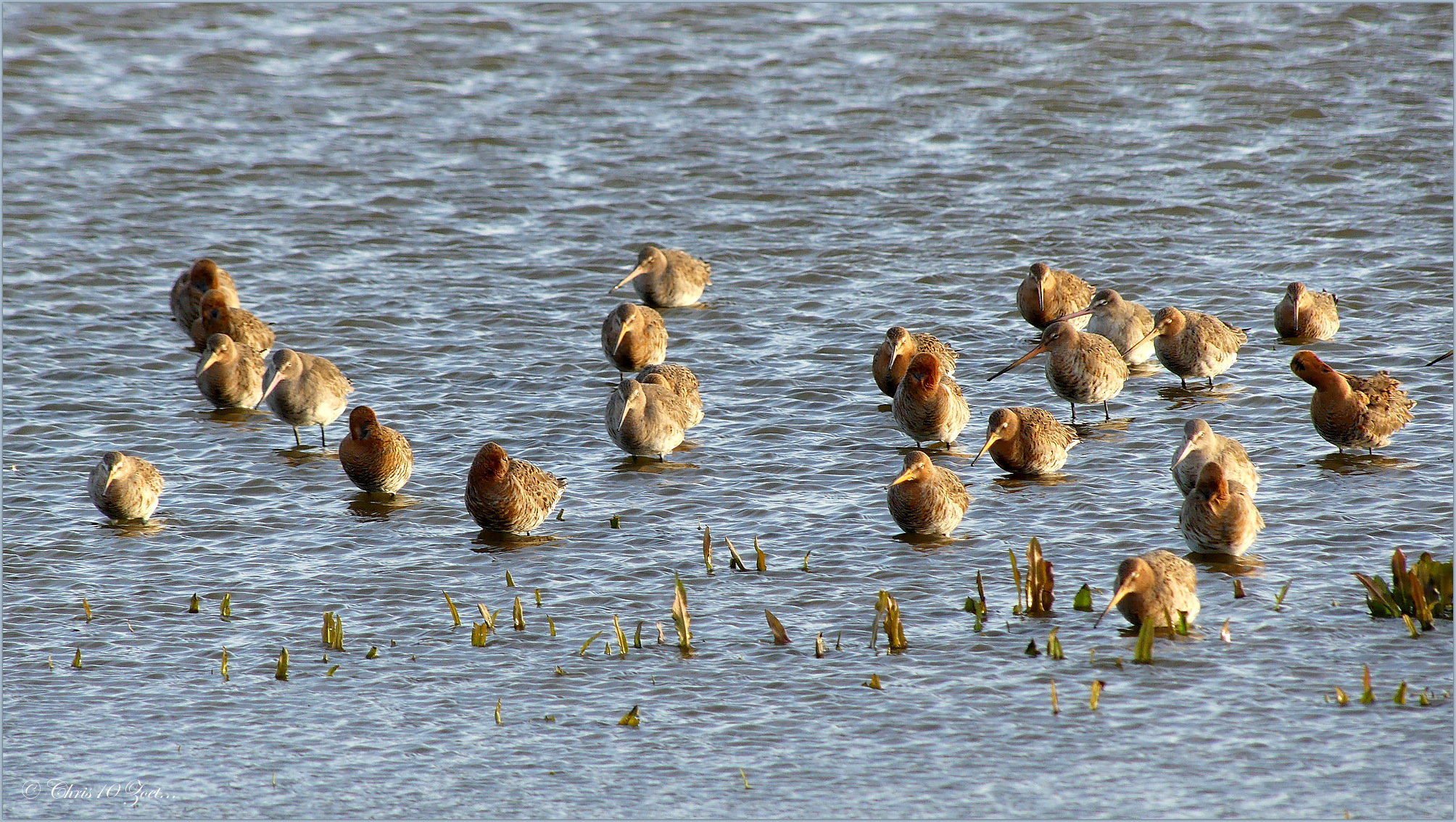 Black-tailed Godwit ~ Grutto's (Limosa limosa), ze zijn er weer...