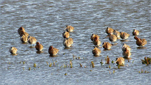 Black-tailed Godwit ~ Grutto's (Limosa limosa), ze zijn er weer...