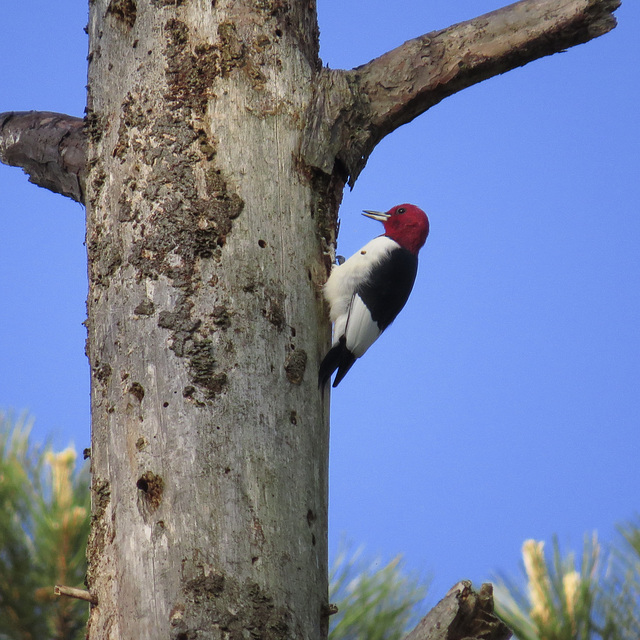 Red-headed woodpecker