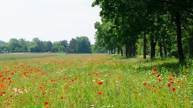 Blühstreifen