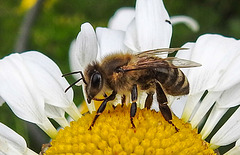 20210623 1089CPw [D~LIP] Honigbiene (Apis mellifica), Wiesen-Margerite (Leucanthemum vulgare agg), Bad Salzuflen