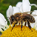 20210623 1089CPw [D~LIP] Honigbiene (Apis mellifica), Wiesen-Margerite (Leucanthemum vulgare agg), Bad Salzuflen