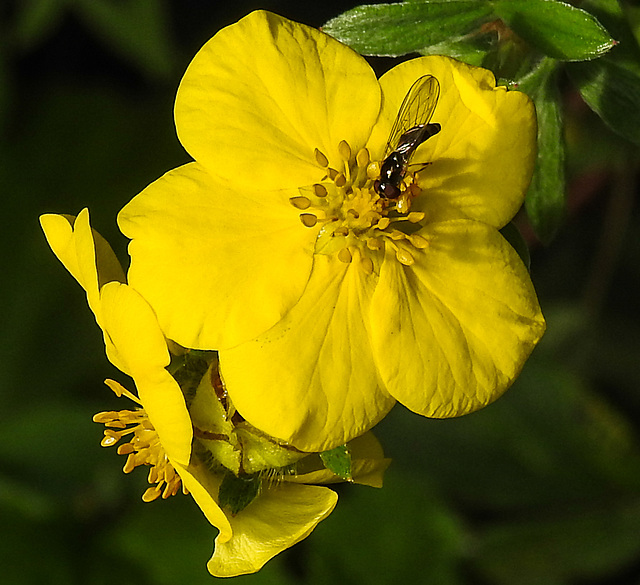 20210910 2832CPw [D~LIP] Fingerstrauch (Potentilla fruticosa), Insekt, Bad Salzuflen