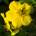 20210910 2832CPw [D~LIP] Fingerstrauch (Potentilla fruticosa), Insekt, Bad Salzuflen