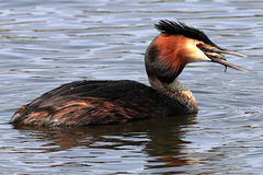 EOS 90D Peter Harriman 10 25 59 91321 greratCrestedGrebe2 dpp