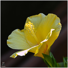 Ouverture d'un Hibiscus jaune