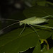 IMG 2925 Cricket-1
