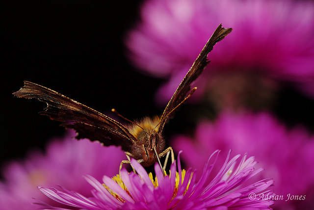 Comma Butterfly (Polygonia c-album)