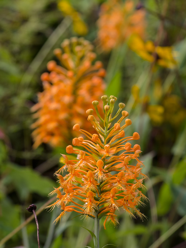 Platanthera ciliaris (Yellow Fringed orchid)